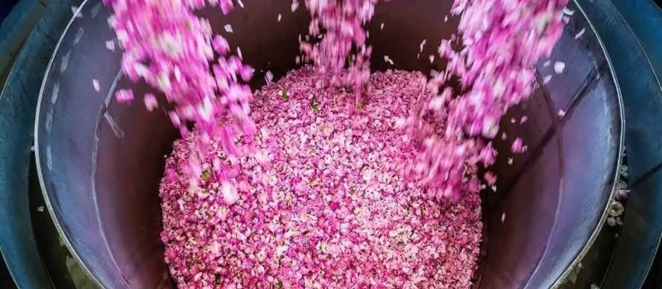 Eau de Rose Marocaine Bio en Vrac