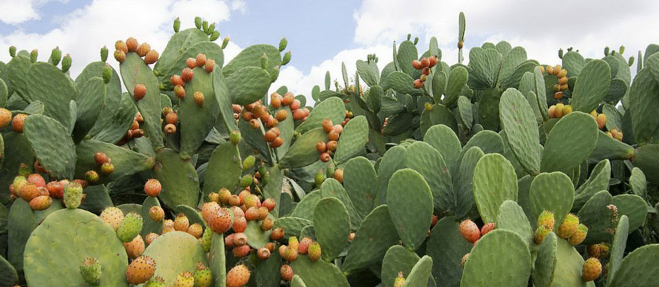 Organic Prickly Pear Seed Oil