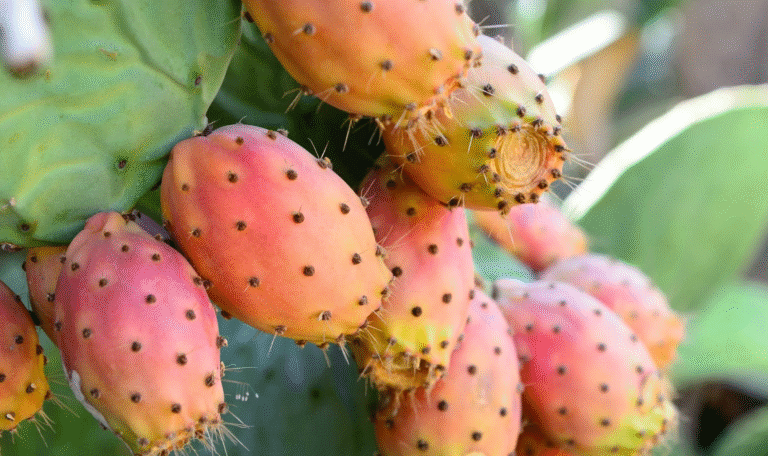 prickly pear seed oil benefits