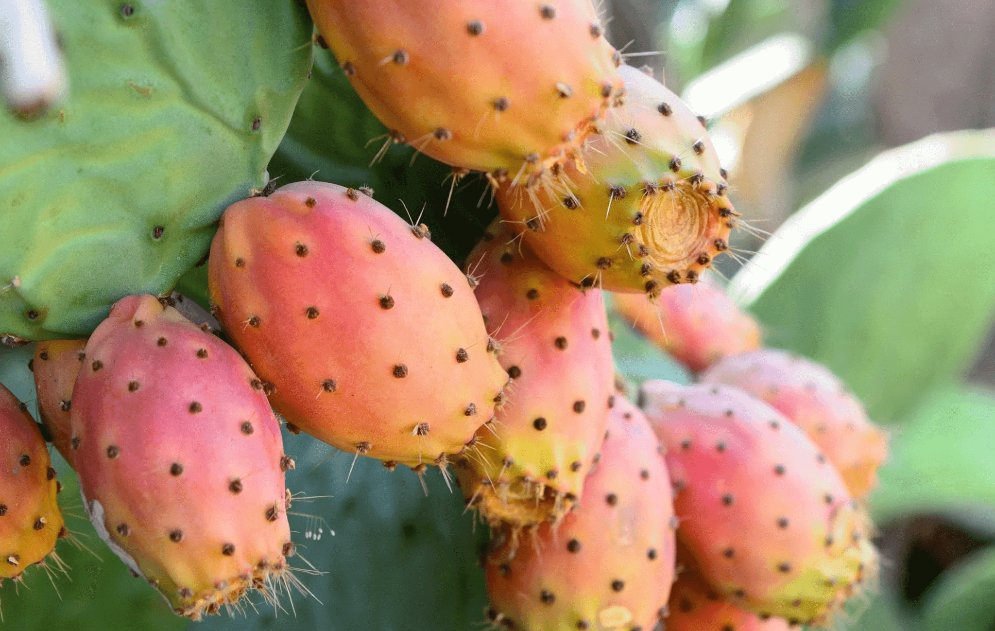 prickly pear seed oil benefits